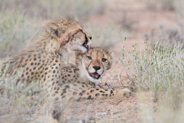 Cheetahs cheetah,cheetahs,big cats,big cat,predator,fastest land mammal,resting,pair,two,lick,licking,behaviour,shallow focus,grooming,at rest,cat,cats,carnivore,carnivores,mammals,Chordates,Chordata,Carnivore