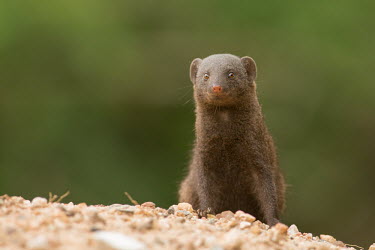 Mongoose mongoose,mongooses,shallow focus,sand,cute,Carnivora,Mammalia,Chordata,Animalia,negative space