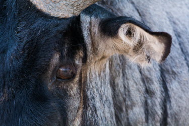 Blue wildebeest Blue wildebeest,Connochaetes taurinus,Connochaetes,taurinus,wildebeest,antelope,antelopes,close up,close-up,eye,ear,abstract,Mammalia,Mammals,Even-toed Ungulates,Artiodactyla,Bovidae,Bison, Cattle, Sh