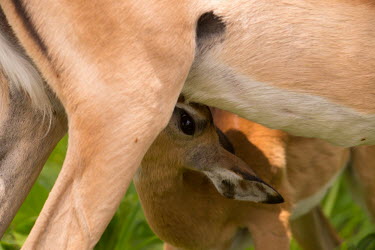 Juvenile impala impala,antelope,antelopes,impalas,juvenile,drinking,feeding,milk,lactation,suckling,close up,close-up,parental care,Chordates,Chordata,Even-toed Ungulates,Artiodactyla,Bovidae,Bison, Cattle, Sheep, Go