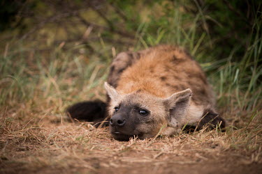 Spotted hyaena spotted hyaena,Crocuta crocuta,Crocuta,hyaena,hyaenas,hyena,hyenas,laughing hyaena,laughing hyena,spotted hyena,rest,resting,Chordates,Chordata,Hyaenidae,Hyenas, Aardwolves,Carnivores,Carnivora,Mammal