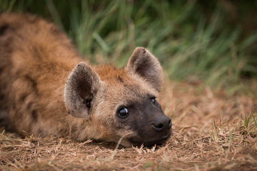 Spotted hyaena spotted hyaena,Crocuta crocuta,Crocuta,hyaena,hyaenas,hyena,hyenas,laughing hyaena,laughing hyena,spotted hyena,face,head,close-up,close up,rest,resting,cute,Chordates,Chordata,Hyaenidae,Hyenas, Aardw