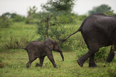 Elephants elephant,elephants,African elephant,Loxodonta africana,young,baby,tails,shallow focus,movement,run,follow,following,Elephants,Elephantidae,Chordates,Chordata,Elephants, Mammoths, Mastodons,Proboscidea