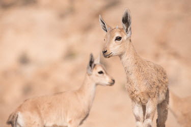 Ibex ibex,ibexes,even-toed ungulate,ungulate,ungulates,young,juvenile,habitat,rocks,dry,arid,desert,shallow focus,two,alert