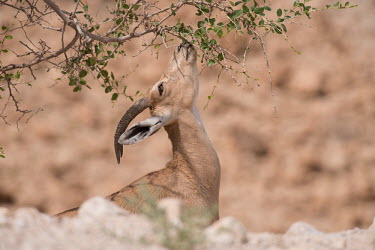 Ibex ibex,ibexes,even-toed ungulate,ungulate,ungulates,feeding,eating,tree,leaves,dry,arid,shallow focus