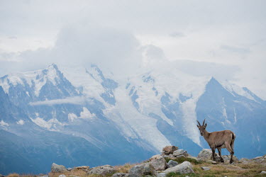 Ibex ibex,ibexes,even-toed ungulate,ungulate,ungulates,mountains,snow,habitat,negative space,rocks