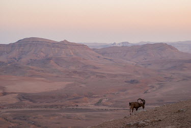 Sunset stroll Nubian ibex,ibex,ibexes,even-toed ungulate,ungulate,ungulates,desert,mountain,mountains,sunset,Mammalia,Mammals,Chordates,Chordata,Bovidae,Bison, Cattle, Sheep, Goats, Antelopes,Even-toed Ungulates,Ar