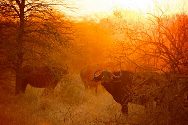 The African buffalo or Cape buffalo at dusk Africa,African buffalo,Animal,Animals,bovine,buffalo,Cape buffalo,Dusk,Fauna,Gold,Golden,mammal,Orange,outdoors,outside,Safari,South Africa,Sunset,Syncerus caffer,Wild,Wildlife,Yellow,group,herd,Even-
