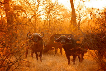 The African buffalo or Cape buffalo at dusk Africa,African buffalo,Animal,Animals,bovine,buffalo,Cape buffalo,Dusk,Fauna,Gold,Golden,mammal,Orange,outdoors,outside,Safari,South Africa,Sunset,Syncerus caffer,Wild,Wildlife,Yellow,looking at camer