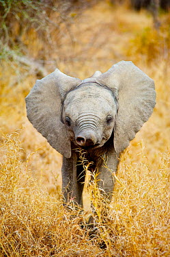 African elephant baby with nose up Africa,African,African elephant,Animal,Animals,baby,calf,elephant,elephants,Fauna,Loxodonta,Loxodonta africana,Mammal,mammals,outdoors,outside,Safari,South Africa,Wild,Wildlife,young,youth,trunk,nose,