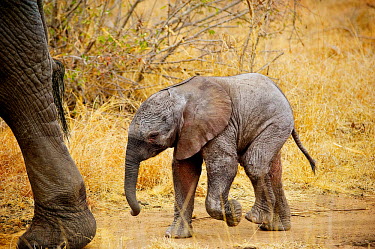 African elephant baby following mother Africa,African,African elephant,Animal,Animals,baby,calf,elephant,elephants,family,Fauna,Loxodonta,Loxodonta africana,Mammal,outdoors,outside,Safari,South Africa,together,Wild,Wildlife,young,youth,inf
