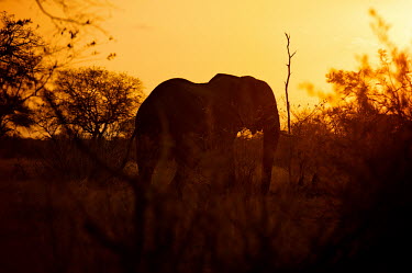 African elephant Africa,African,African elephant,Animal,Animals,dusk,elephant,elephants,Fauna,gold,golden,Loxodonta,Loxodonta africana,Mammal,mammals,outdoors,outside,Safari,South Africa,sunset,Wild,Wildlife,silhouett