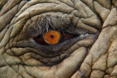 Close up of an African elephant eye orange,skin,Wildlife,eyelashes,eye,Fauna,iris,Loxodonta africana,wrinkles,Africa,Close up,close-up,Eyes,Loxodonta,elephant,elephants,hide,mammal,pupil,South Africa,africana,Animal,texture,Elephants,El