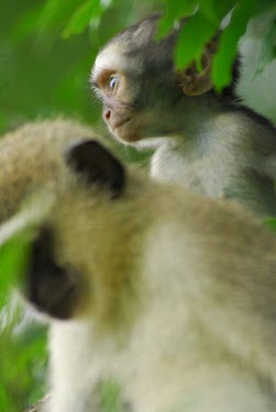 Monkeys monkey,monkeys,primate,primates,shallow focus,adult,young,infant