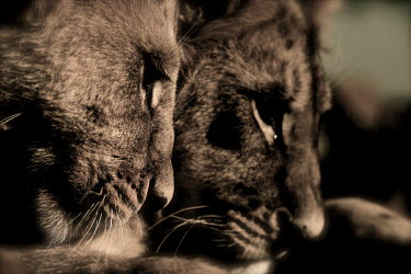 Brother love lion,lions,big cat,big cats,cat,cats,male,adult,males,adults,two,2,close-up,close up,faces,close,monochrome,shallow focus,Felidae,Cats,Mammalia,Mammals,Carnivores,Carnivora,Chordates,Chordata,leo,Anim