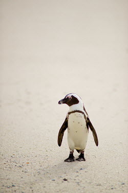 African penguin Africa,African Penguin,Animal,Animals,bird,birds,black,black and white,black-footed,black-footed penguin,Cape Town,endangered,Fauna,feathers,jackass,jackass penguin,marine,outdoors,outside,Penguin,pen