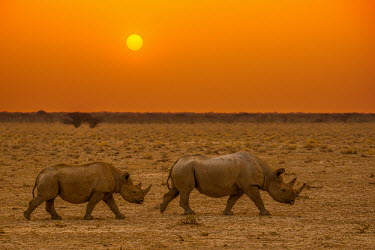 A Black Rhino Mother and offspring at dusk Africa,Animal,Animals,Fauna,Safari,South Africa,Wild,Wildlife,outdoors,outside,sunset,sun,setting,low light,dusk,black rhino,black rhinos,rhino,rhinos,black rhinoceros,adult,female,young,offspring,inf