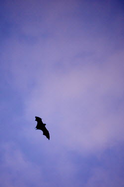 Bat flying at dusk bat,dusk,flight,silhouette,Animal,Animals,Fauna,wild,Wildlife,outdoors,outside,negative space,lone,single,blue sky,black,blue,in flight,Shannon Benson