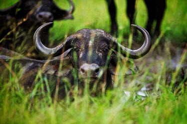 African buffalo in Manyeleti Conservancy buffalo,bovine,Cape buffalo,African buffalo,Syncerus caffer,landscape,portrait,Manyeleti Conservancy,South Africa,Africa,mud bath,mud,flies,grass,shallow focus,resting,Shannon Benson,Even-toed Ungulat