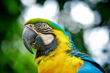 Blue-and-yellow macaw Africa,Animal,Animals,bird,birds,blue,blue and gold,blue and gold macaw,blue and yellow,blue and yellow Macaw,Fauna,feathers,gold,Macaw,outdoors,outside,parrot,parrots,South Africa,South America,Wild,