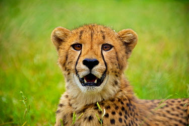 Cheetah Acinonyx jubatus,Africa,animal,animals,cat,cats,big cat,big cats,cheetah,cheetahs,cub,dusk,fast,fauna,feline,green,green background,Horizontal,Landscape,mammal,mammals,mouth open,outdoors,outside,Safa