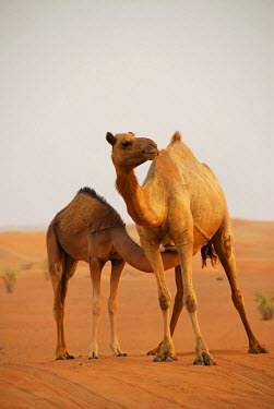 A Dromedary (or Arabian) Camel (Camelus dromedarius) mother and calf take a break Arabian,calf,camel,camels,Camelus dromedarius,Conservation,Desert,Dromedary,Dubai,feed,Middle East,mother,Reserve,suckle,UAE,United Arab Emirates,vast,love,drink,bond,comfort,connection,together,two,p