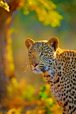 The leopard (Panthera pardus) Panthera,South Africa,Wild Cat,Panther,Shannon Benson,Fauna,Panthera pardus,Feline,Spots,Wild,Wildlife,Africa,Shannon Wild,Animal,Cat,Big Cat,Leopard,cats,big cat,big cats,wild cats,leopards,golden,al