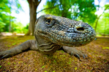 The Komodo dragon also known as the Komodo monitor Padar,Komodo dragon,Komodo dragons,fauna,Flores,close-up,close up,Asia,Rinca,south-east Asia,lizard,lizards,Motang,komodo,Indonesia,wide-angle,monitor,animal,reptile,reptiles,Gili,dragon,dragons,Komod