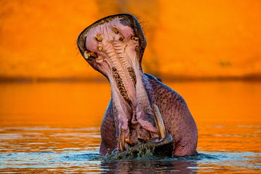 Hippopotamus (Hippopotamus amphibius) Africa,Animal,Animals,Fauna,Safari,Shannon Benson,Shannon Wild,South Africa,Wild,Wildlife,outdoors,outside,Hippopotamus,Hippopotamus amphibius,amphibius,mammal,mammals,hippo,hippos,semiaquatic,herbivo