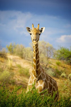 A Giraffe (Giraffa camelopardalis) portrait, Namibia, Africa. Shannon Benson,Kgalagadi,camouflage,South Africa National Park,Wildlife,Game Reserve,peek-a-boo,Animal,Giraffe,giraffes,Namibia,SAN Park,hide,hiding,South Africa,Shannon Wild,Giraffa camelopardalis,Tr
