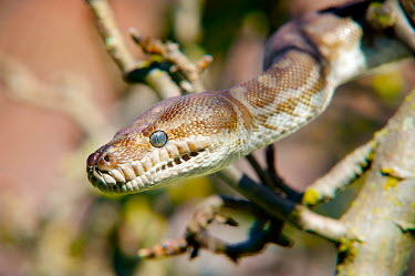 Morelia bredli is a non-venomous python species found in Australia Animal,Australia,Australian,barefoot bushman,Bredl's carpet python,Bredl's python,central Australian Bredl's carpet python,central Australian carpet python,central Bredl's carpet python,Centralian car