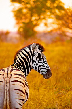 Burchell's zebra Equus quagga burchellii,zebra,zebras,fauna,Equus,wildlife,Burchell's zebra,dusk,Burchell's,horse,Limpopo,bushes,quagga,golden,sunset,South Africa,burchellii,afternoon,Hoedspruit,Animal,Mammal,mammals,