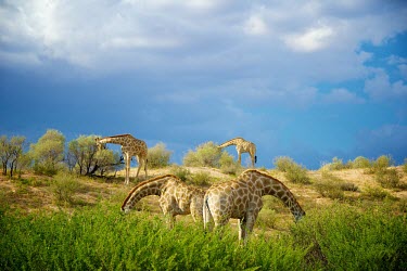 Four Giraffe (Giraffa camelopardalis) feeding with their heads hidden in an interesting mirror effect peek-a-boo,pair,Kgalagadi,SAN Park,Animal,National Park,hide,Transfrontier,Game Reserve,camouflage,two,camelopardalis,mirror,matching,Mata Mata,Kalahari,Shannon Benson,bent,giraffe,giraffes,South Afri