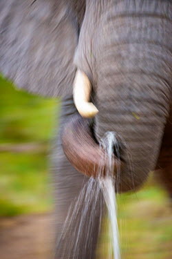A close up of an African elephant drinking using a slow shutter speed to create movement blur. Africa,Animal,Animals,blur,drink,drinking,Fauna,intentional blur,outdoors,outside,Safari,slow shutter speed,South Africa,spray,water,Wild,Wildlife,elephant,elephants,mammals,movement,close up,close-up