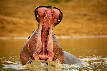 Hippopotamus aquatic,dam,dangerous,river,Safari,South Africa,swim,territorial,tusks,Animal,Animals,Fauna,Shannon Benson,Shannon Wild,Wild,Wildlife,outdoors,outside,Hippopotamus,Hippopotamus amphibius,amphibius,mam
