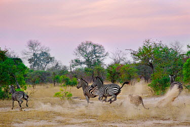 Cheetah (Acinonyx jubatus) hunting zebra action,sunset,zebra,zebras,dusk,dust,speed,wildlife,Fauna,cheetah,cheetahs,cat,cats,big cat,big cats,Manyeleti,Kruger National Park,hunt,Kruger,Animal,hunter,predator,prey,chase,chasing,Shannon Benson