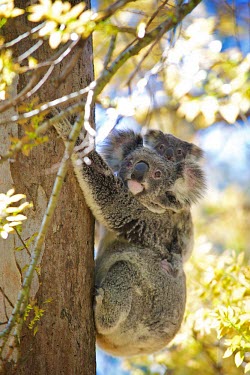 A mother Koala (Phascolarctos cinereus) and joey sitting in a Eucalyptus tree. cinereus,Phascolarctos,young,infant,two,Australia,Eucalyptus,Back,Shannon Wild,joey,Golden light,Mother,Animal,Fauna,Wildlife,afternoon,Tree,pair,Koala,koalas,Mammal,mammals,Baby,Shannon Benson,adult,