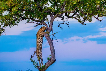 Leopard (Panthera pardus) in a tree at dusk Africa,Animal,Animals,Fauna,Safari,Shannon Benson,Shannon Wild,South Africa,Wild,Wildlife,outdoors,outside,Portrait,Vertical,Leopard,Cat,Panther,Feline,Panthera,Panthera pardus,spots,Wild Cat,Big Cat,
