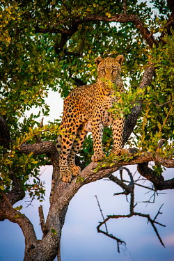 Leopard (Panthera pardus) in a tree at dusk Africa,Animal,Animals,Fauna,Safari,Shannon Benson,Shannon Wild,South Africa,Wild,Wildlife,outdoors,outside,Portrait,Vertical,eye contact,looking at camera,Leopard,Cat,Panther,Feline,Panthera,Panthera