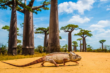 Malagasy giant chameleon (Furcifer oustaleti) also known as Oustalet�s Chameleon at Baobab Alley Africa,Animal,Animals,Animals in the wild,Chameleon,chameleons,Ecosystem,Endemic,Fauna,Furcifer,Furcifer oustaleti,Lizard,lizards,Madagascar,Malagasy,Malagasy giant chameleon,Oustalets,Oustalet�s,Rain