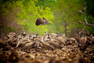 White-backed Vulture (Gyps africanus) and Hooded Vulture (Necrosyrtes monachus) feasting Africa,africanus,Animal,Animals,bones,boneyard,dead,death,eat,eating,Endangered,Fauna,feed,feeding,flesh,Gyps,Gyps africanus,Hooded,Hooded Vulture,Horizontal,hungry,Kapama,Landscape,monachus,Necrosyrt