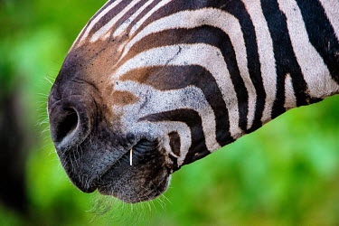 Zebra Closeup Muzzle Africa,Animal,Animals,Fauna,Safari,Shannon Benson,Shannon Wild,South Africa,Wild,Wildlife,outdoors,outside,zebras,zebra,close up,close-up,muzzle,mouth,abstract,eating,stripes,striped,soft,lips,green b