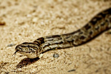 Python snake,snakes,python,pythons,forked tongue,tongue,face,shallow focus,Reptilia,Reptiles,Chordates,Chordata,Pythonidae,Pythons,Squamata,Lizards and Snakes,Streams and rivers,Riparian,Wetlands,Semi-desert