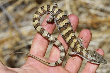 Male Panamint alligator lizard being held Adult,Adult Male,Anguidae,Glass Lizards,Chordates,Chordata,Squamata,Lizards and Snakes,Reptilia,Reptiles,Animalia,Terrestrial,Mountains,North America,Wetlands,panamintina,Temperate,Rock,Vulnerable,Elg