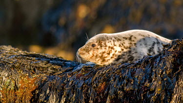 Seal pup grey seal,seal pup,pup,young,infant,seals,mammals,shore,coast,coastal,seaweed,sun,shallow focus,dark background,mottled,Mammalia,Mammals,Carnivores,Carnivora,Phocidae,True Seals,Chordates,Chordata,Coa