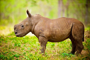 Matimba is a month old orphaned rhino found beside his poached mother's body, now in the care of the Hoedspruit Endangered Species Centre Africa,Animal,Animals,black market,bottle,care,Ceratotherium,Ceratotherium simum,Conservation,De-horn,De-horning,Dehorn,Dehorning,drink,Endangered,Fauna,Hoedspruit Endangered Species Centre,Horizontal