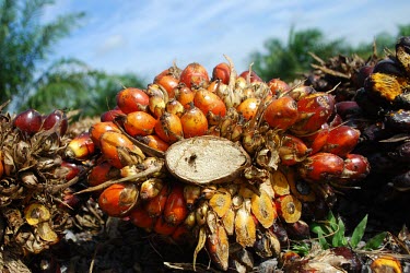 Oil palm fruits. Jambi, Indonesia horizontal,close up,close-up,fruit,forest,indonesia,rainforest,plantation,oil palm,palm oil,oil palms,shallow focus,harvest,harvested,jambi