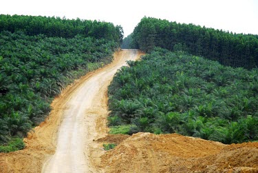 Oil palm plantation in Indonesia road,track,horizontal,indonesia,plantation,forest,forests,climate change,global warming,rainforest,rainforests,oil palms,oil palm,palm oil