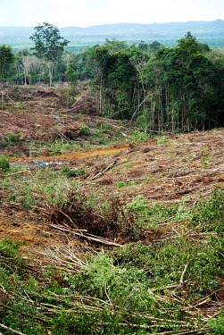 Land clearing in Kalimantan, Indonesia forest,indonesia,forests,climate change,global warming,verticals,rainforest,rainforests,cleared land,land clearance,cleared,destruction,destroyed,felled,cut down,land clearing,earth,logged