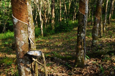 Rubber tree plantation in Indonesia trees,horizontal,indonesia,plantation,forests,climate change,global warming,rubber tree,rainforest,rainforests,rubber,tree,tapping,collecting,harvest,harvesting,line,bark,sap